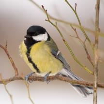 Sýkora koňadra - Parus major