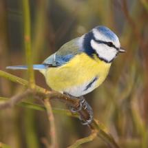 Sýkora modřinka - Cyanistes caeruleus