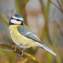 Sýkora modřinka - Cyanistes caeruleus