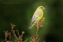 Zvonek zelený - Carduelis chloris