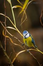 Sýkora modřinka - Cyanistes caeruleus