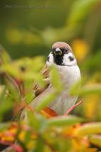 Vrabec polní - Passer montanus