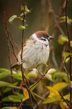 Vrabec polní - Passer montanus