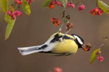 Sýkora koňadra - Parus major