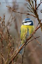 Sýkora modřinka - Cyanistes caeruleus