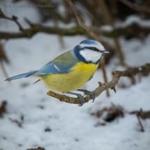 Sýkora modřinka - Cyanistes caeruleus