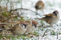 Vrabec polní - Passer montanus