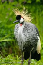 Jeřáb královský - Balearica regulorum, ZOO Zlín 2012