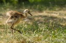 Nandu pampový - Rhea americana  