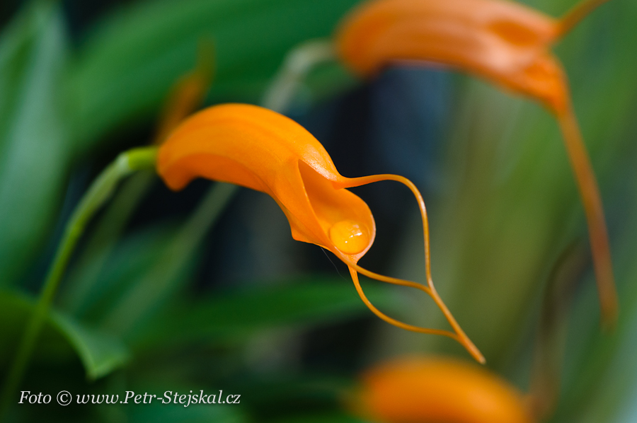 Orchideje v arboretu galerie Petr Stejskal